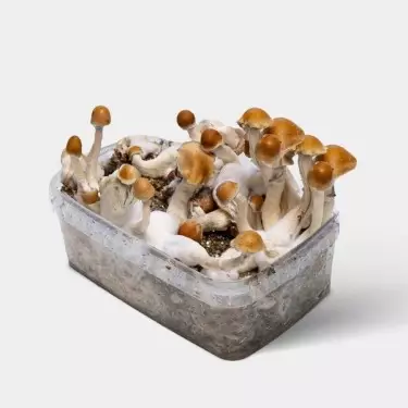 Amazonian Magic Mushroom Kit 》Unveil a Potent Experience