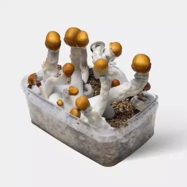 B+ Mushroom Growing Kit | Kit 100% Complete for cultivation 👌