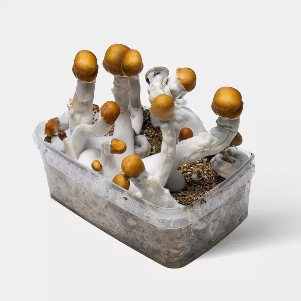 View Kit cultivo cogumelos psilocybe cubensis 🚀 Psilocibina alta