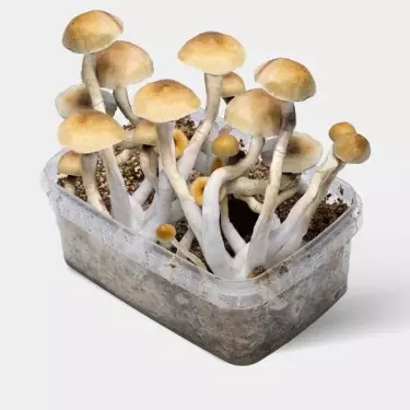 Thai Magic Mushroom Kit ➡️ Large Mushrooms & Easy Cultivation