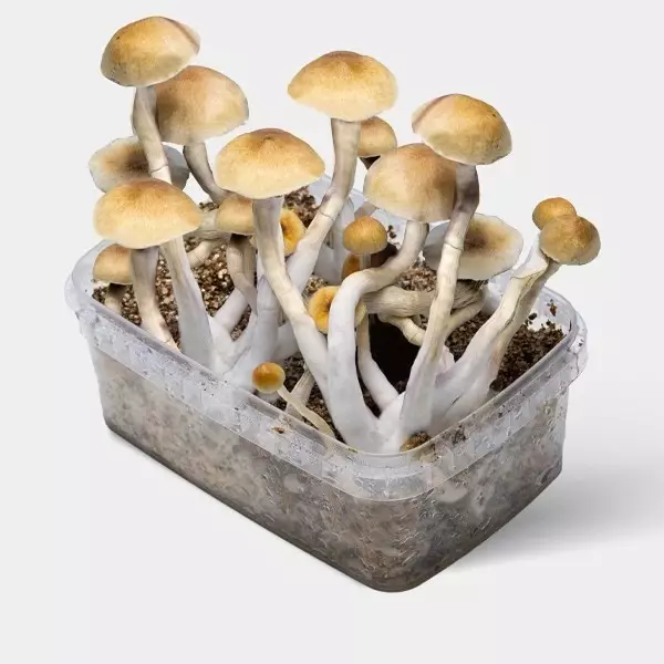 View Comprar Thai Magic Mushrooms ao melhor preço online