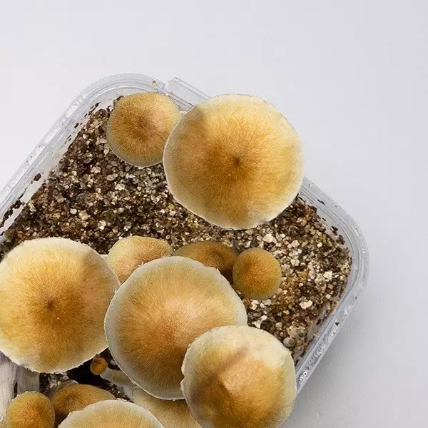 Thai Magic Mushroom Kit ➡️ Large Mushrooms & Easy Cultivation