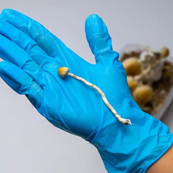 Comprar Thai Magic Mushrooms ao melhor preço online