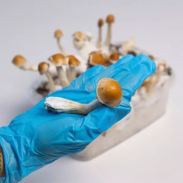 Amazonian Magic Mushroom Kit 》Unveil a Potent Experience