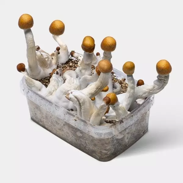 View Golden Teacher Cogumelos Kit 💯% Frescos | Produção máxima