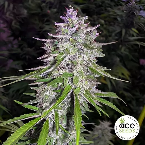 View Bangi Haze Regular