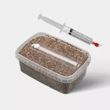 Microscopic Spore Study Kit (Tupper Included) - GB The Green Brand