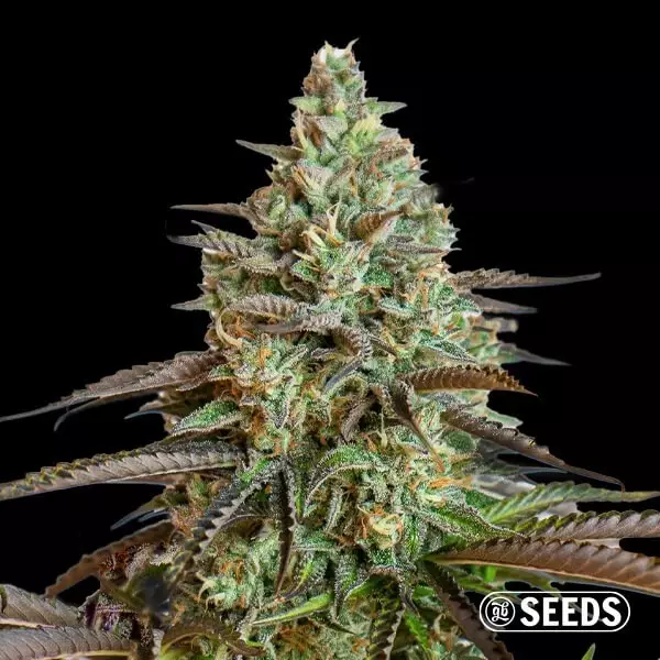 View Big Demon Auto autoflowering - Bulk seeds- GB