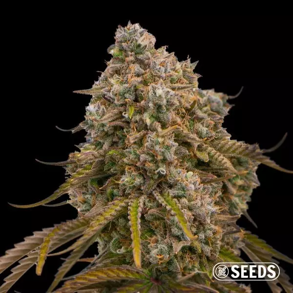 View Grandiflora Guava