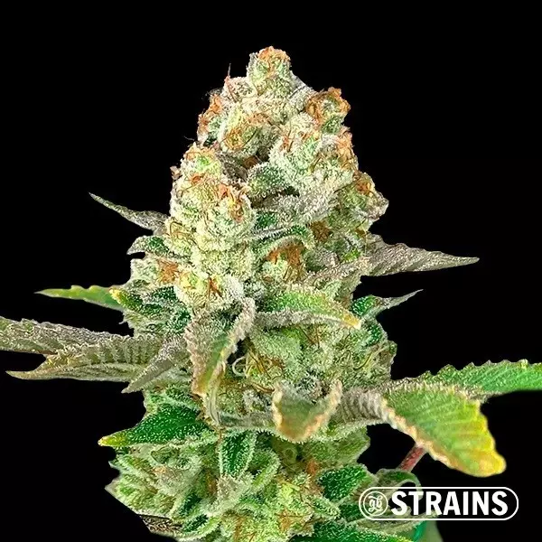 View Auto Apple Fritter XXL