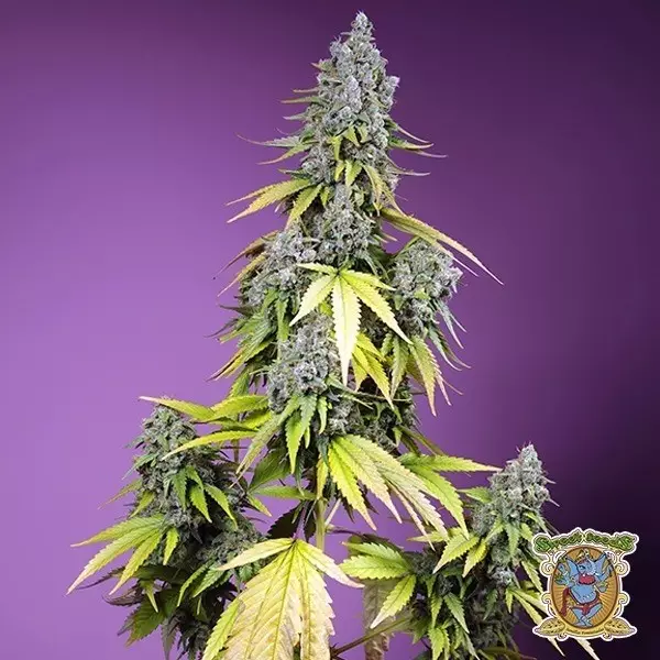 View Jet Fuel Mandarine XL Auto