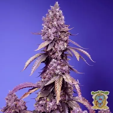 Black Muffin F1 Fast Version