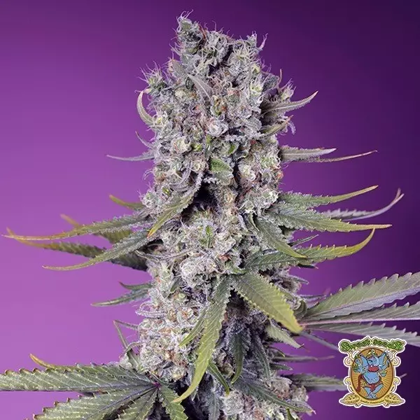 Papaya Zoap F1 Fast Version