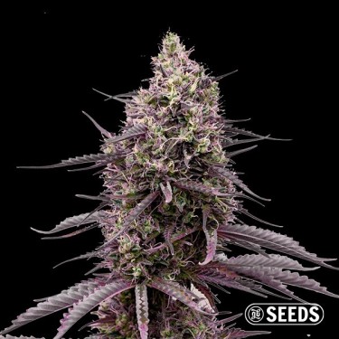 Blue Gelatti de GB Seeds