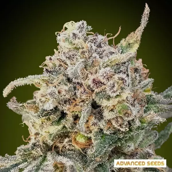 View Auto Somango Glue