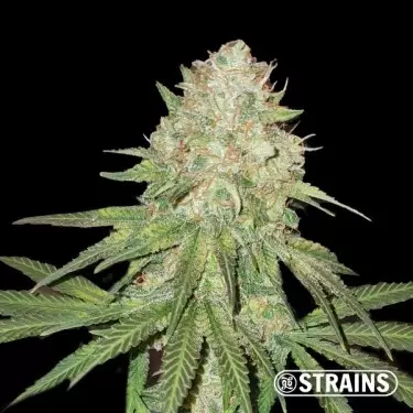 The Zoap by GB Strains - GB The Green Brand