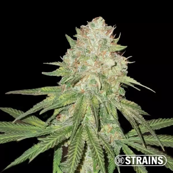 View The Zoap by GB Strains - GB The Green Brand