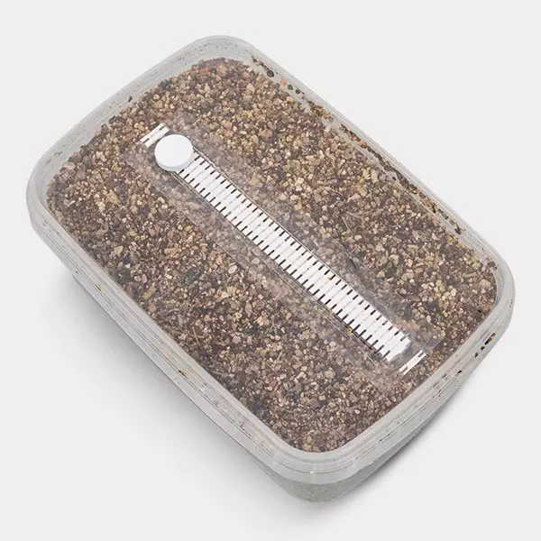 Substrato de Cultivo para Cogumelos Mágicos