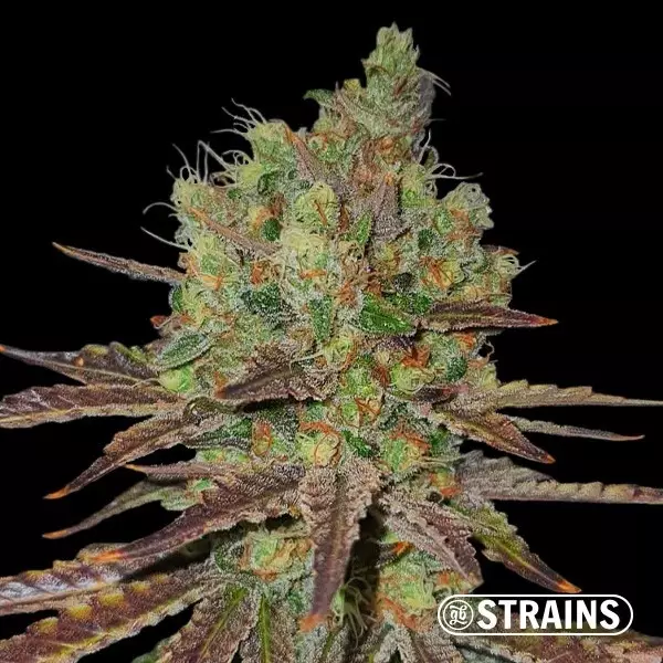 View Permanent Maker by GB Strains - GB The Green Brand