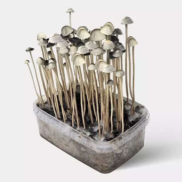 View Copelandia Hawaiian