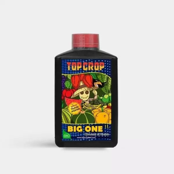Big One - Top Crop