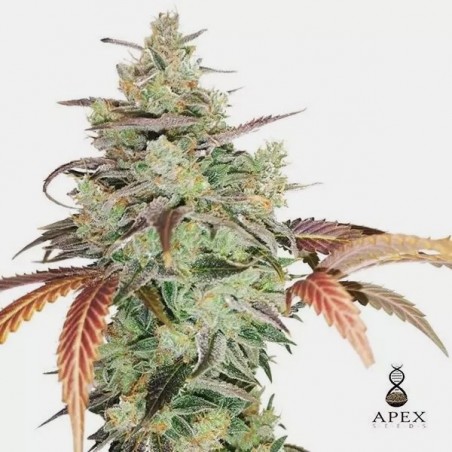 Auto Super Monkey XXL Apex Seeds