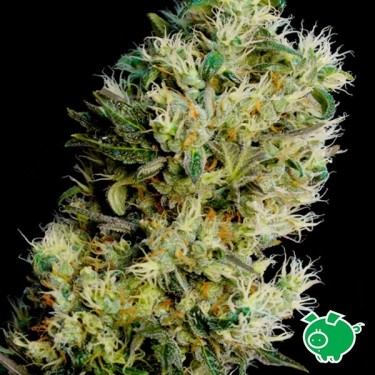 Amnesia Bilbo Autofloreciente de Genehtik - Grow Barato