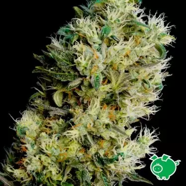 Amnesia Bilbo Autofloreciente de Genehtik - Grow Barato