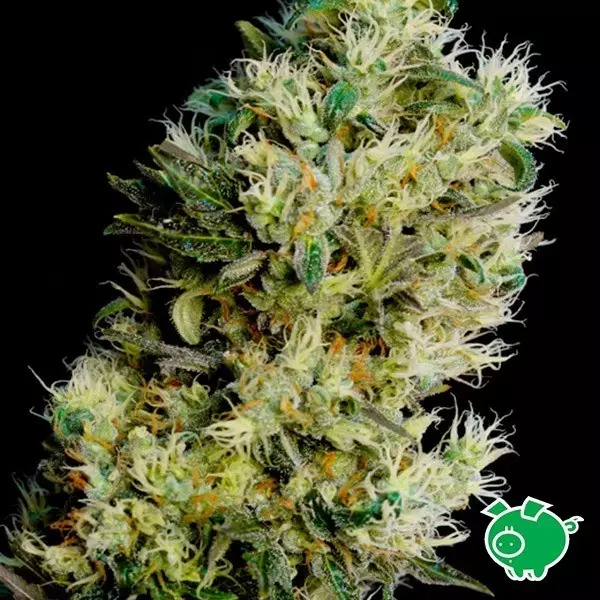 View Amnesia Bilbo Autoflower by Genehtik - GB