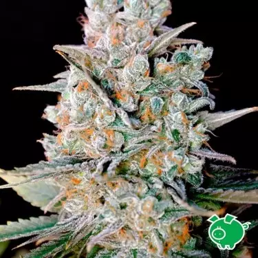 Kritical Bilbo Auto de Genehtik feminizada - Grow Barato