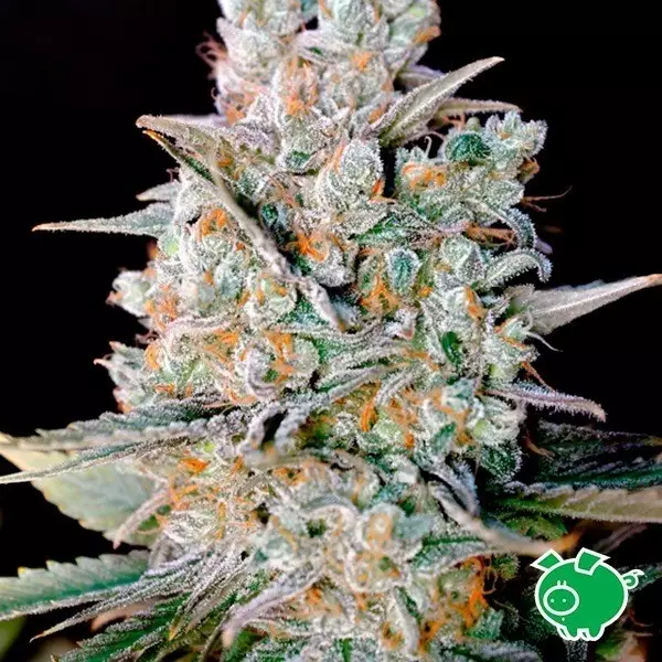 Kritical Bilbo Auto de Genehtik feminizada - Grow Barato