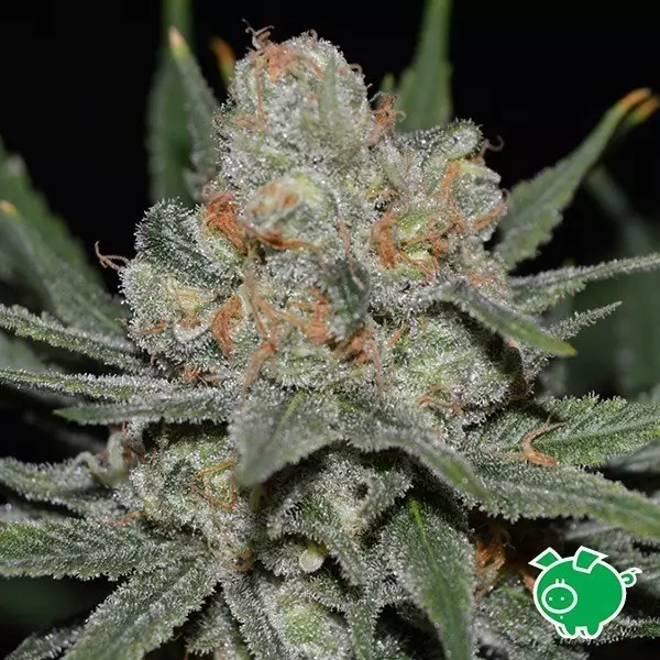 View Nevil Bilbo Auto de Genehtik feminizada - Grow Barato