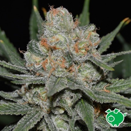 Nevil Bilbo Auto de Genehtik feminizada - Grow Barato
