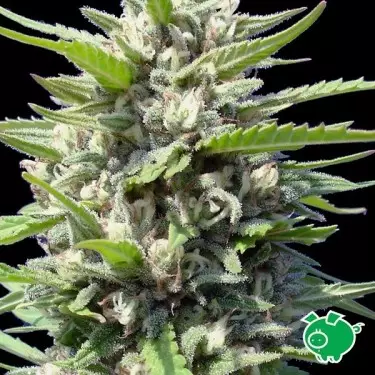 Northern Lights Auto de Veno Genehtik - GB The Green Brand