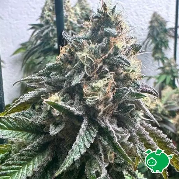 View Strawbilbo Banana Auto