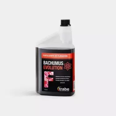 Evolução de Bachumo F abono Bio de Trabe - GB The Green Brand