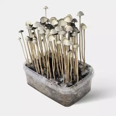 Kit Aloha Hawaii - GB The Green Brand