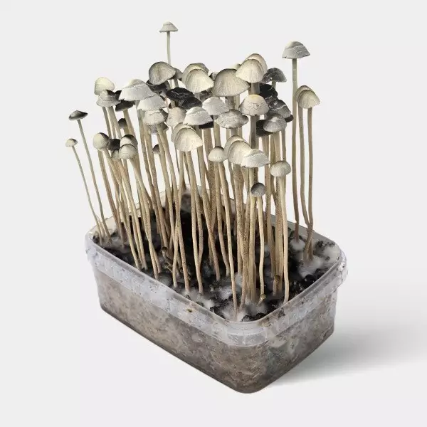 Kit Aloha Hawaii - GB The Green Brand