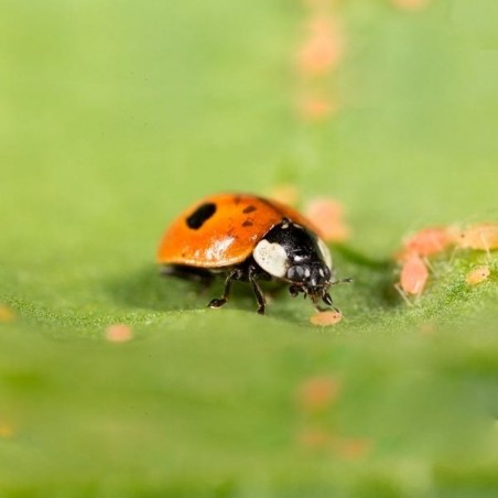 Adalia bipunctata contra pulgón
