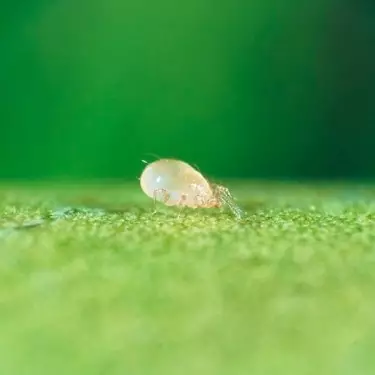 Swirskimites - Pest predator mites - GB