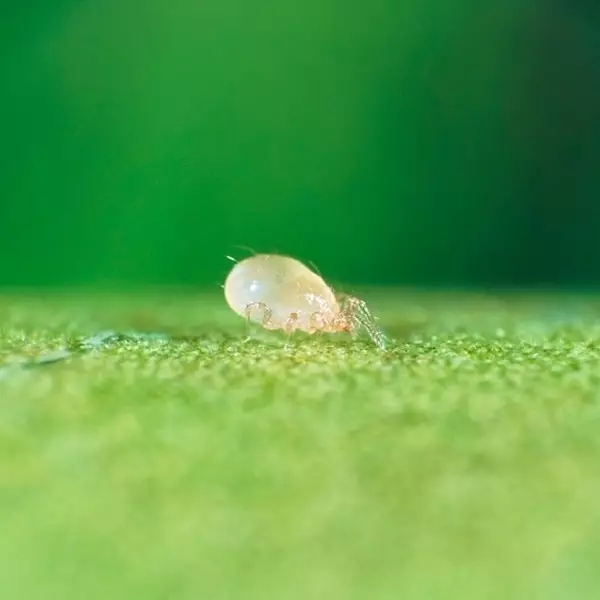 Swirskimite ácaros beneficiosos