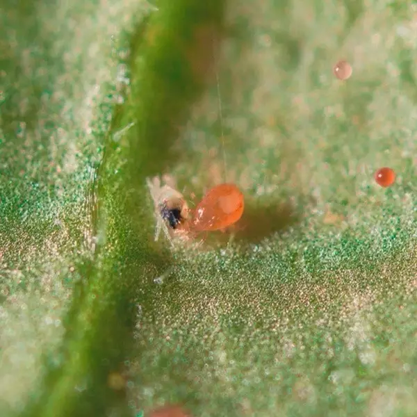 View Spical Plus (Neoseiulus Californicus) against Red Spider - Grow Barato