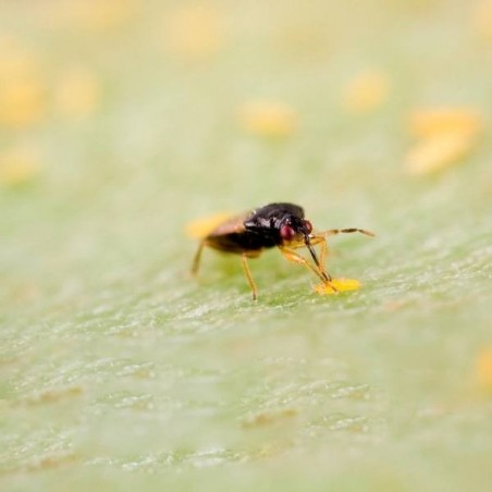 Orius Laevigatus contra trip