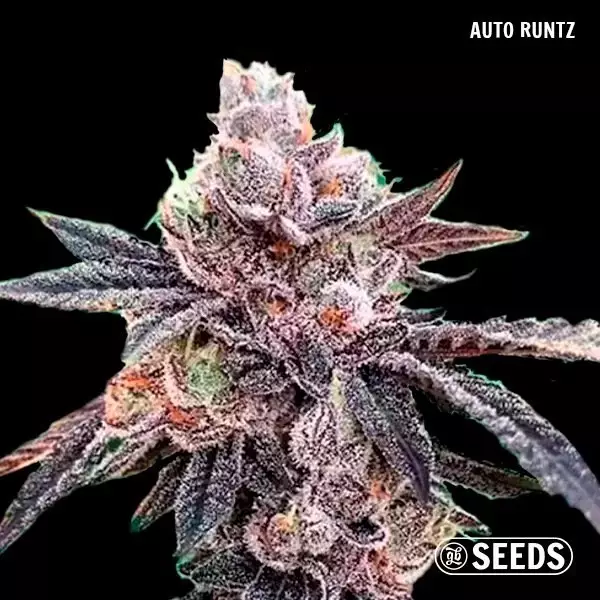 Auto GB Seeds Box Auto Runz