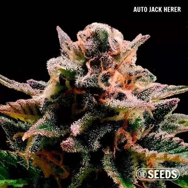 Auto GB Seeds Box Auto Jack Herer