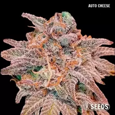 Auto GB Seeds Box Auto Cheese