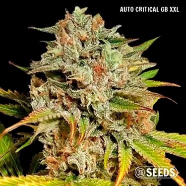 GB Seeds Box Auto critical gb xxl