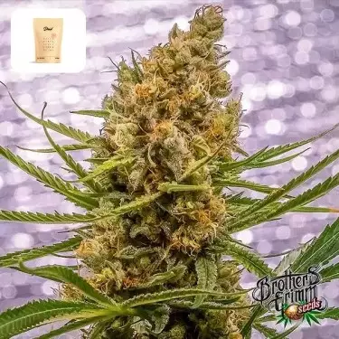 Pineapple XX de Brothers Grimm - GB The Green Brand