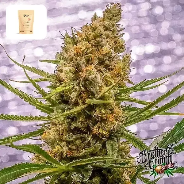 View Pineapple XX de Brothers Grimm - GB The Green Brand