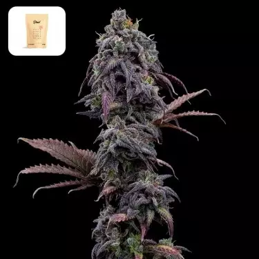 Princesa Haze XX por Irmãos Grimm - GB A Marca Verde